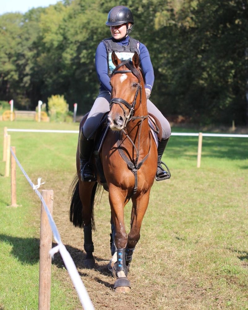 KWPN allrounder Ruin 11 jaar te koop - Foto 2