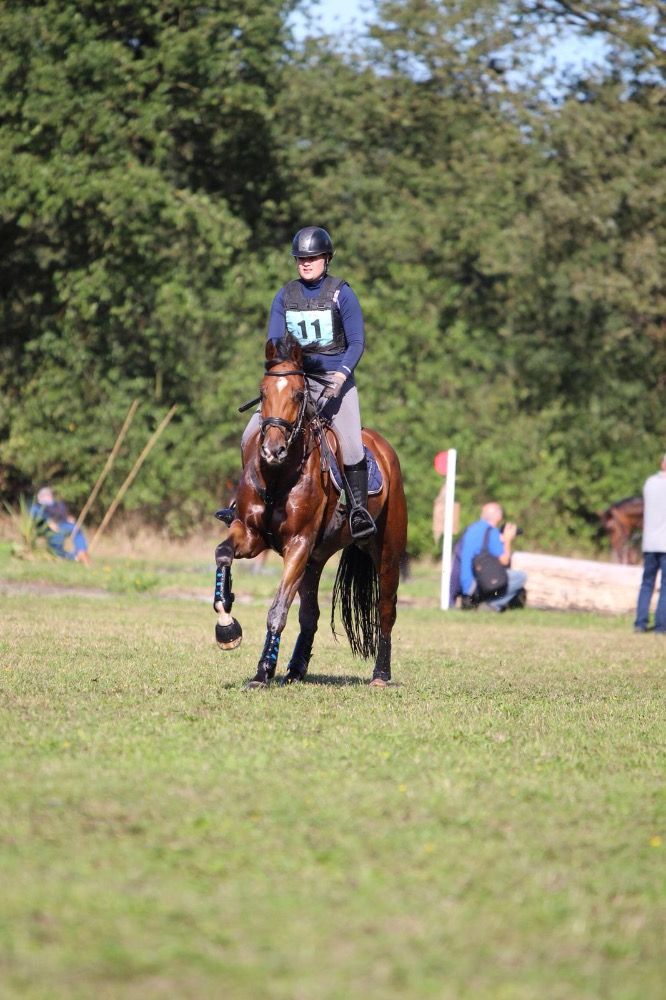 KWPN allrounder Ruin 11 jaar te koop - Foto 4