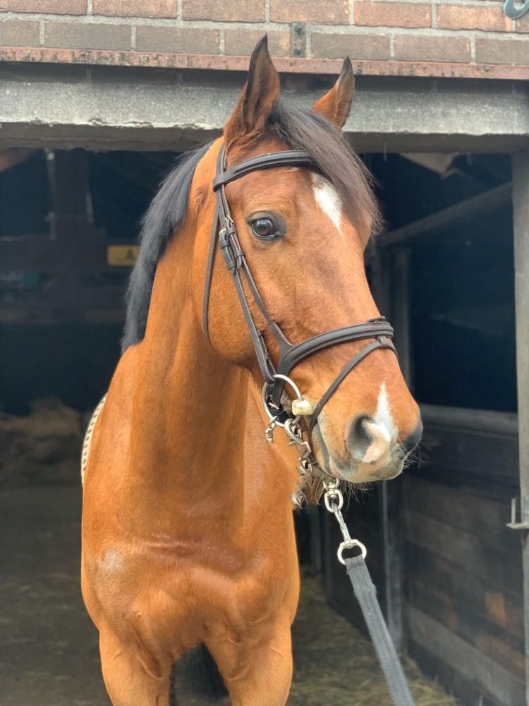 KWPN allrounder Ruin 11 jaar te koop - Hoofdfoto