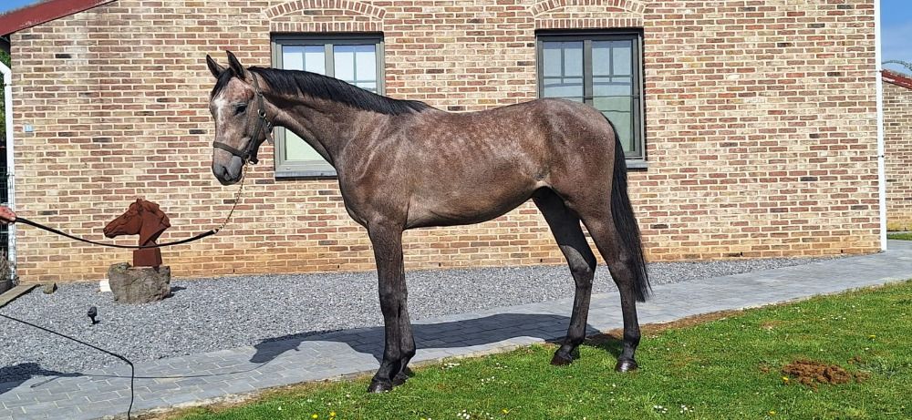 Ander stamboek springpaard Hengst 2 jaar Schimmel te koop - Foto 2
