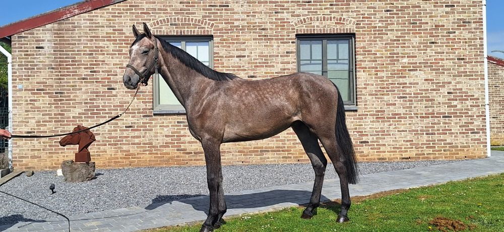 Ander stamboek springpaard Hengst 2 jaar Schimmel te koop - Hoofdfoto