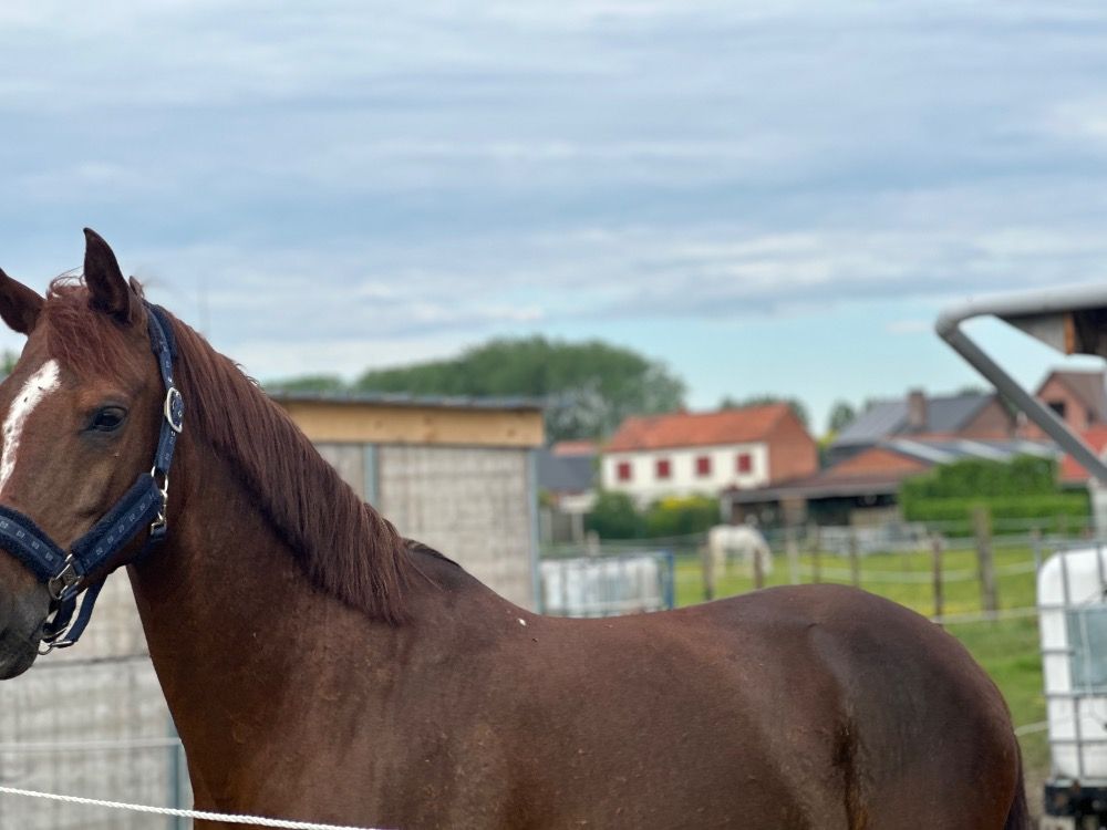 Arabier recreatie paard Ruin Vos te koop - Foto 6