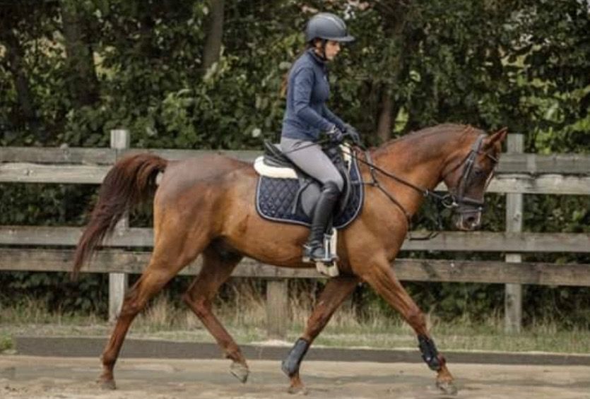 Te koop: Antar 10-jarige Arabier met karakter