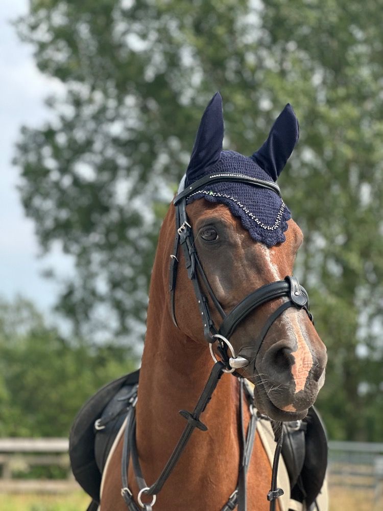 Arabier recreatie paard Ruin Vos te koop - Foto 2