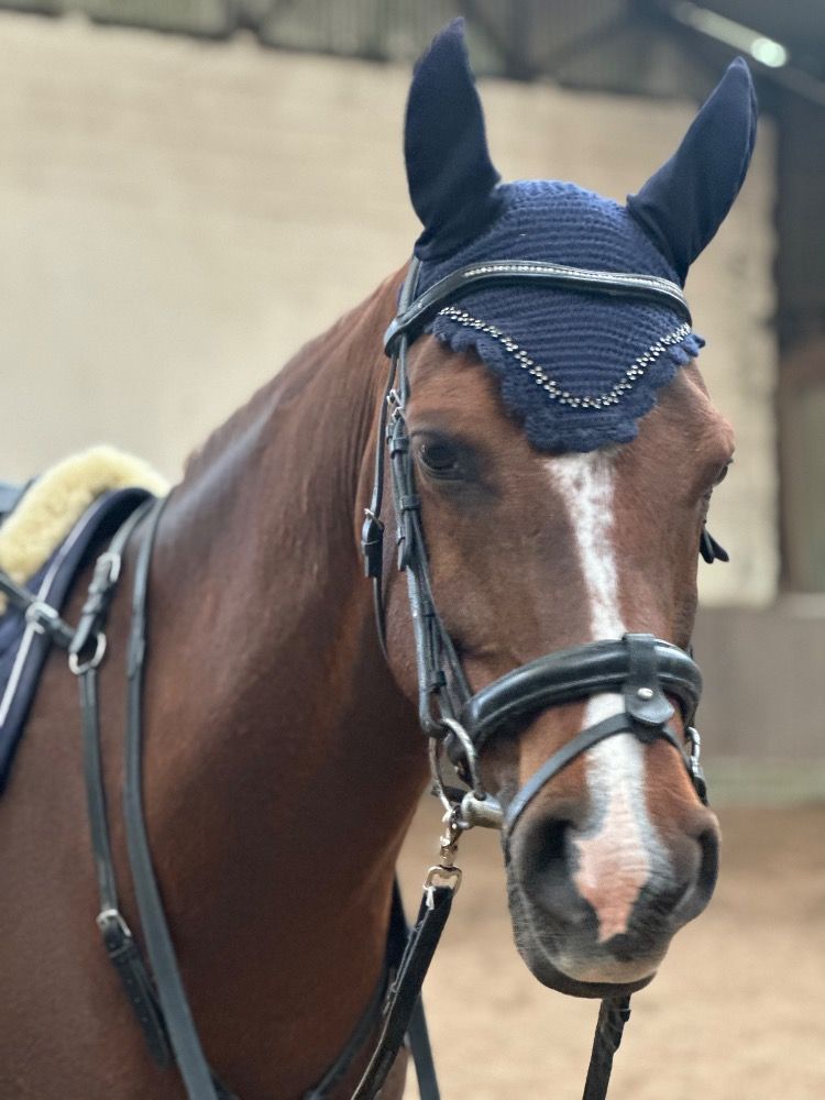 Arabier recreatie paard Ruin Vos te koop - Foto 4