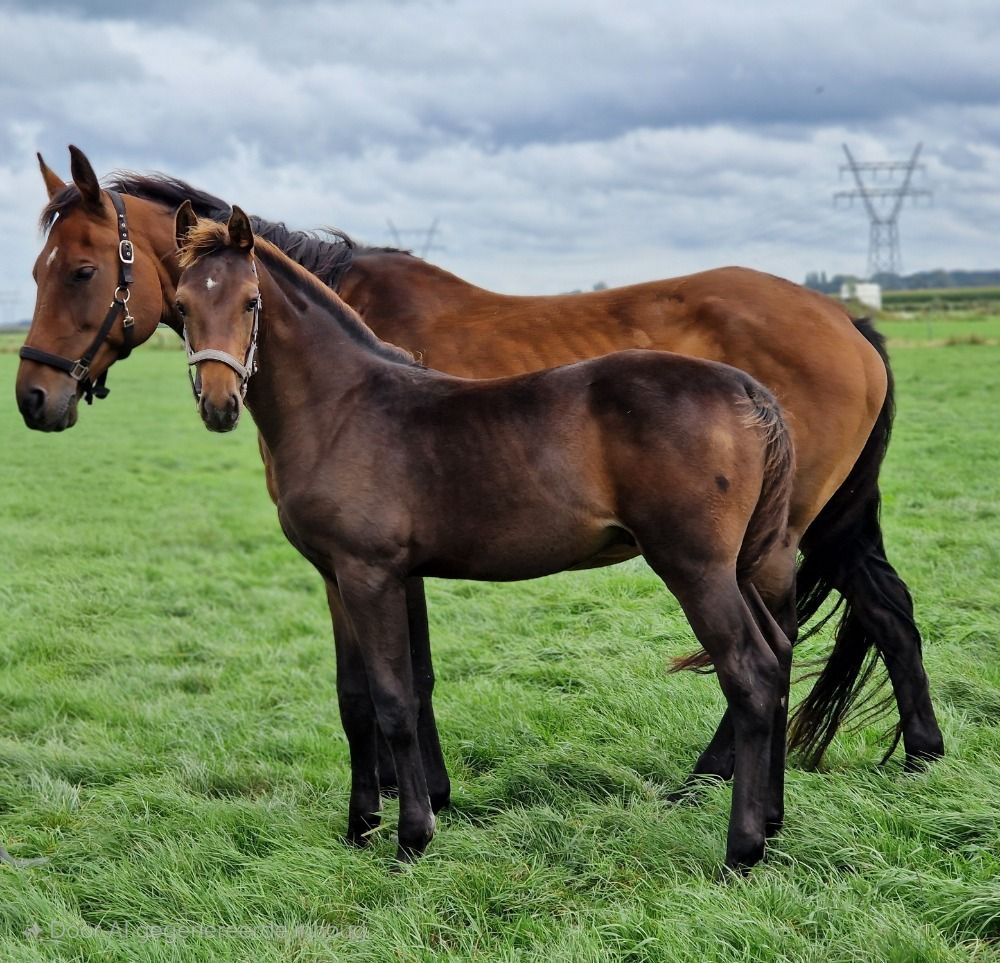 KWPN dressuurpaard Hengst Bruin te koop - Hoofdfoto