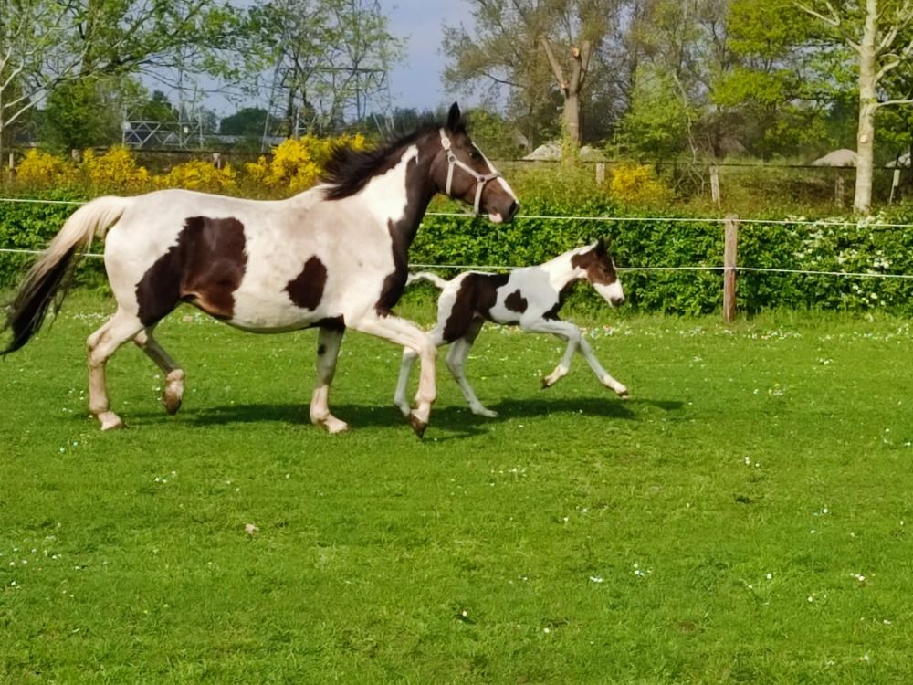 BWP springpaard Hengst Skewbald te koop - Foto 2