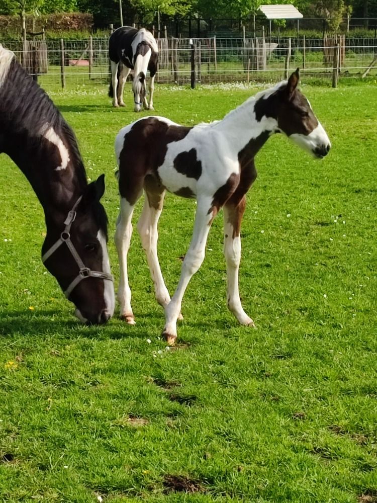 BWP springpaard Hengst Skewbald te koop - Hoofdfoto