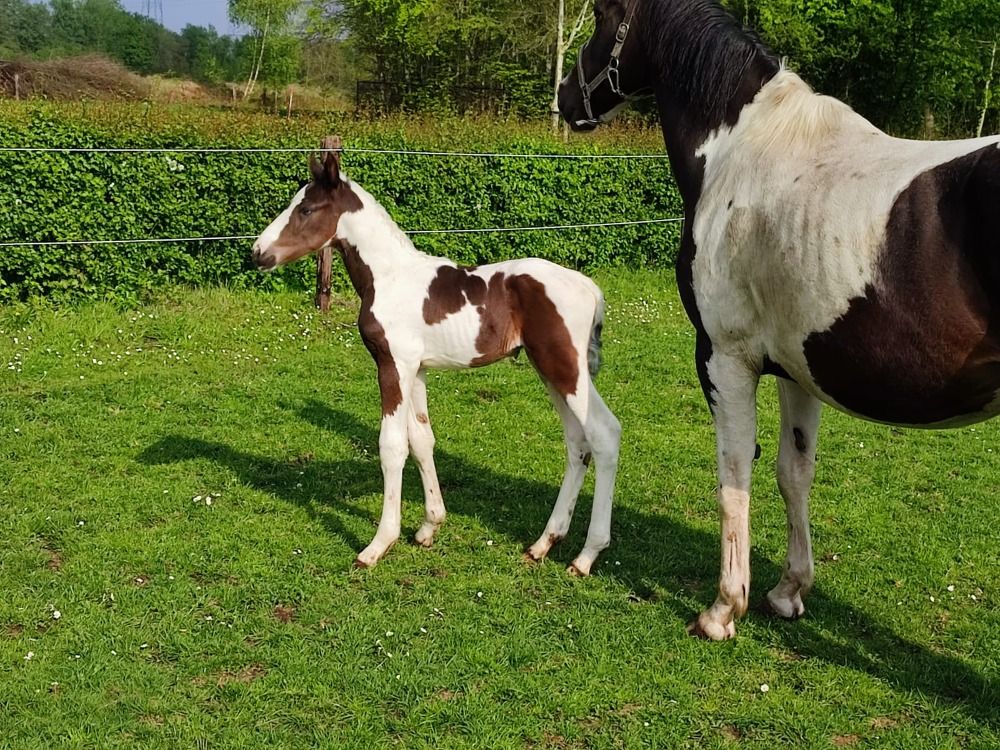 BWP springpaard Hengst Skewbald te koop - Foto 3