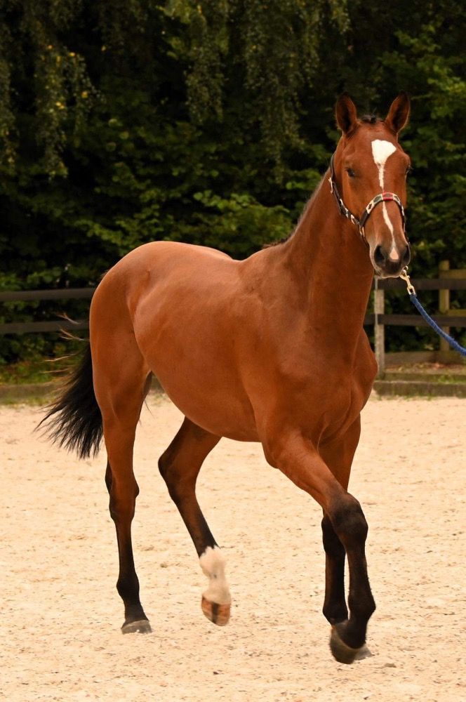 3-year-old Ulyss Morinda x Kannan stallion