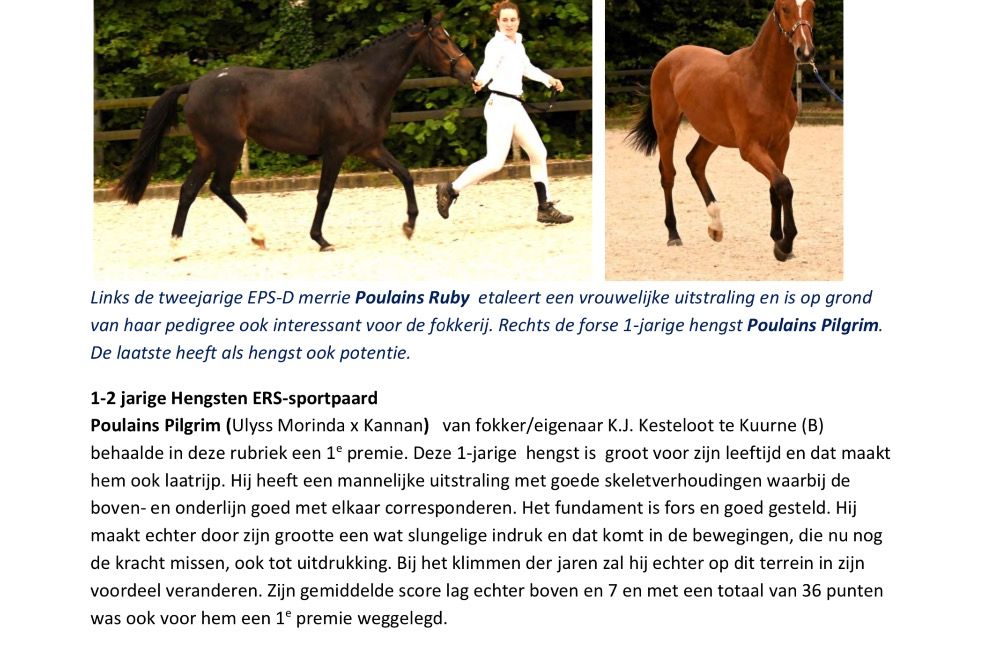 Ander stamboek springpaard Hengst 3 years old Bruin for sale - Photo 2
