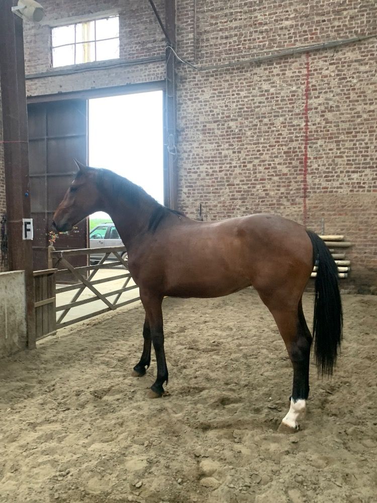 Ander stamboek springpaard Hengst 3 years old Bruin for sale - Photo 3