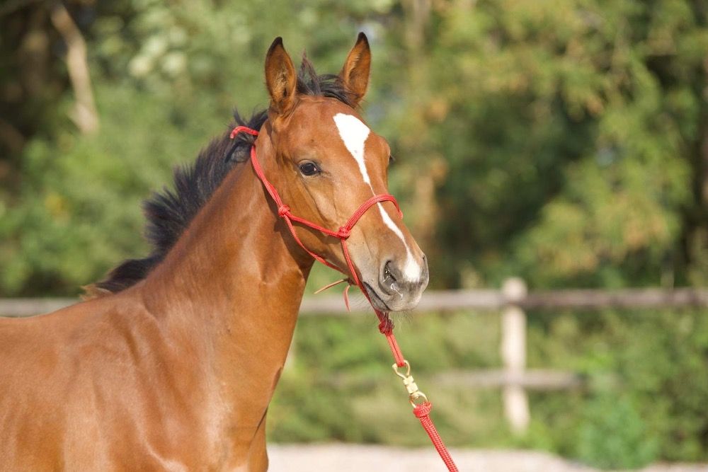 Ander stamboek springpaard Hengst 3 years old Bruin for sale - Photo 4