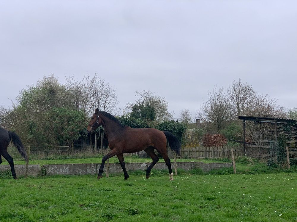 Ander stamboek springpaard Hengst 3 years old Bruin for sale - Photo 6