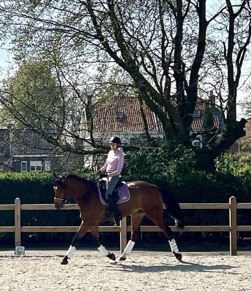 Zangersheide allrounder Ruin 8 jaar Donkerbruin te koop - Foto 4