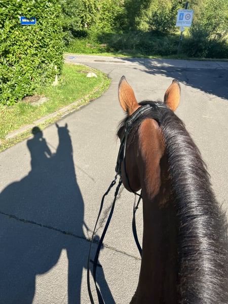 Zangersheide allrounder Ruin 8 jaar Donkerbruin te koop - Foto 2