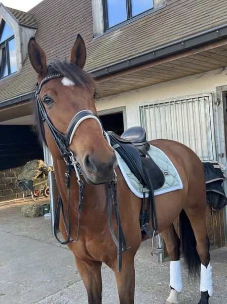Prachtig paard 8 jarige ruin zoekt een gouden thuis