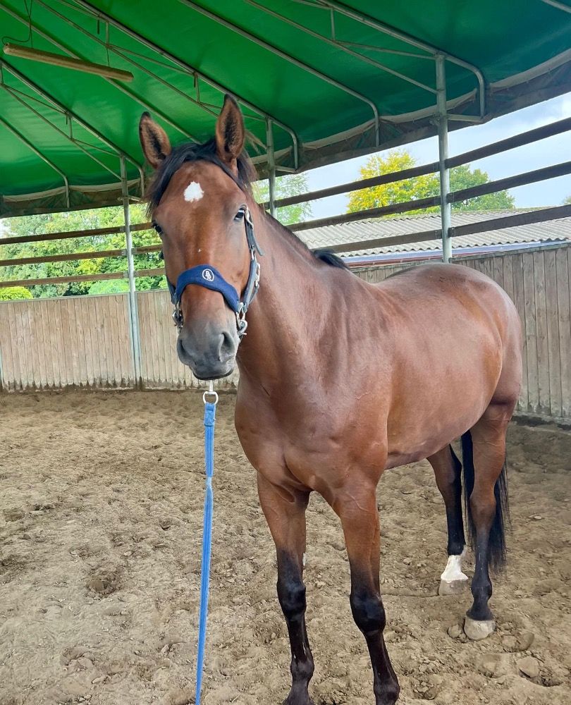 Zangersheide allrounder Ruin 8 jaar Donkerbruin te koop - Foto 5