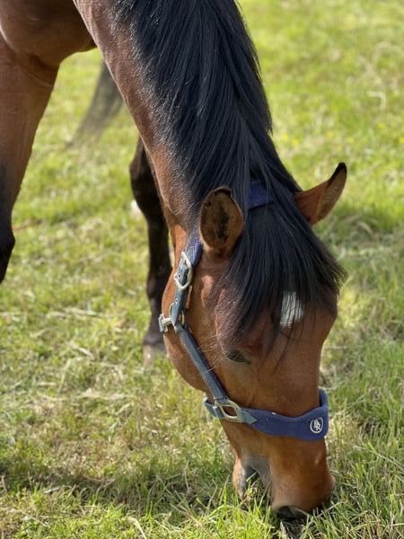 Zangersheide allrounder Ruin 8 jaar Donkerbruin te koop - Foto 6