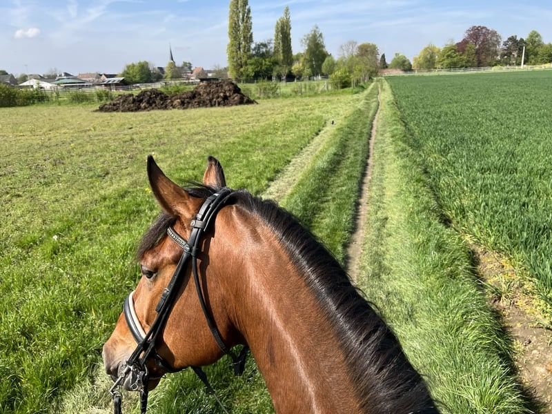 Zangersheide allrounder Ruin 8 jaar Donkerbruin te koop - Foto 3