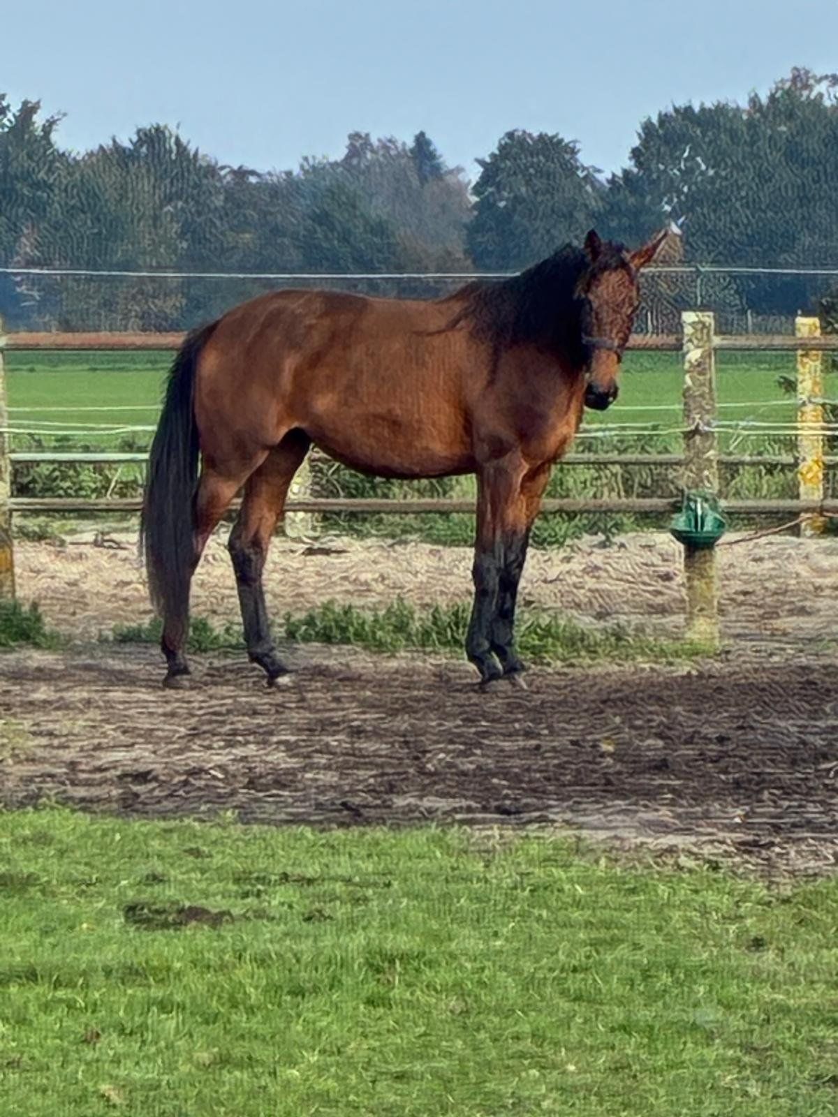 TIAMO VD, caballo de doma, yegua, 3 años