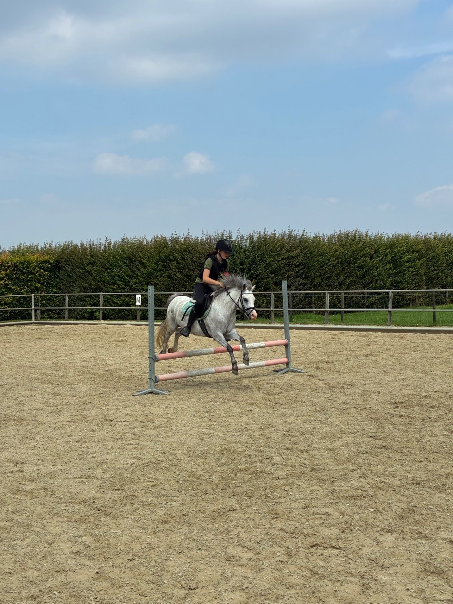 allround-pony merrie 4 år till salu - Foto 2