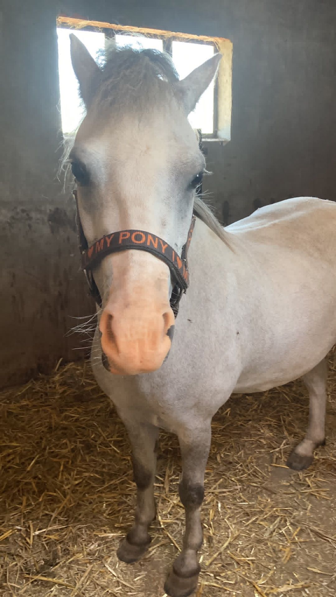 allround-pony merrie 4 år till salu - Foto 3