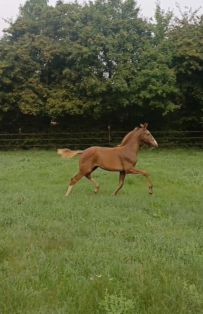 KWPN dressuurpaard Hengst Vos in vendita - Foto 5