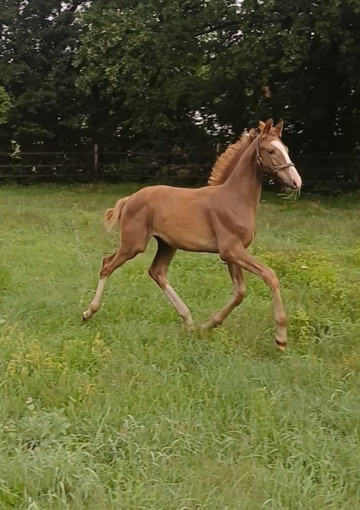 KWPN dressuurpaard Hengst Vos in vendita - Foto 2