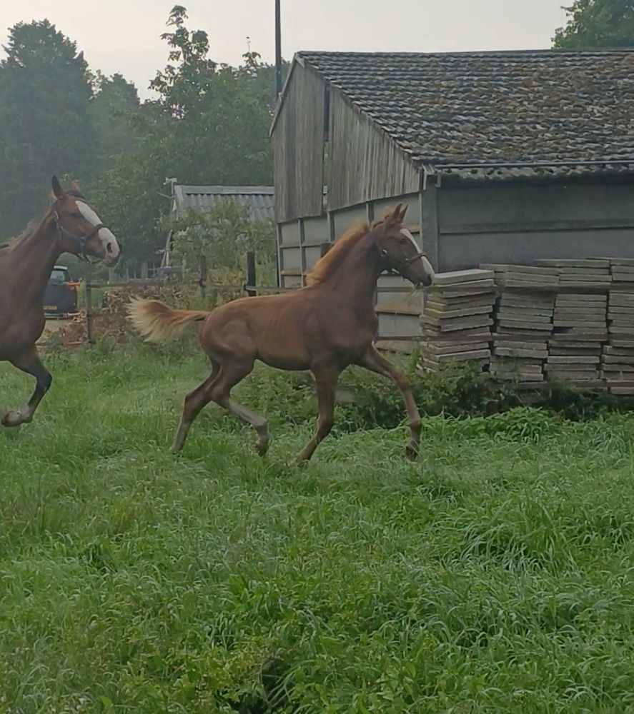 KWPN dressuurpaard Hengst Vos in vendita - Foto 3