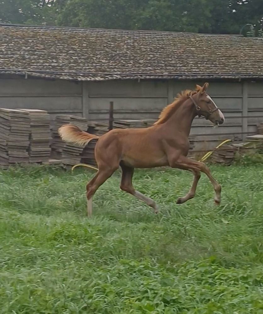KWPN dressuurpaard Hengst Vos in vendita - Foto 4