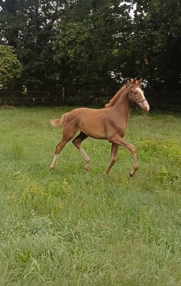 KWPN dressuurpaard Hengst Vos in vendita - Foto principale
