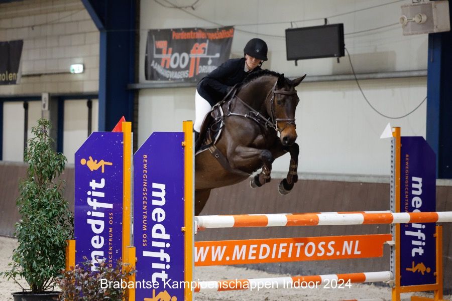 KWPN springpaard Merrie Donkerbruin te koop - Foto 4