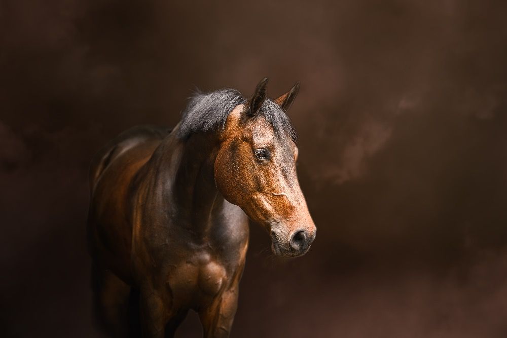 KWPN springpaard Merrie Donkerbruin te koop - Hoofdfoto