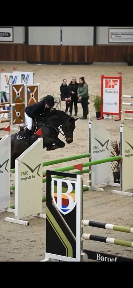 KWPN springpaard Merrie Donkerbruin te koop - Foto 2