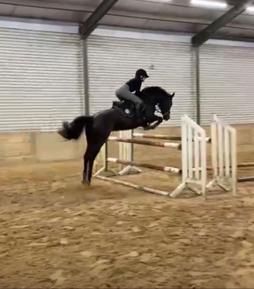 KWPN springpaard Merrie Donkerbruin te koop - Foto 3