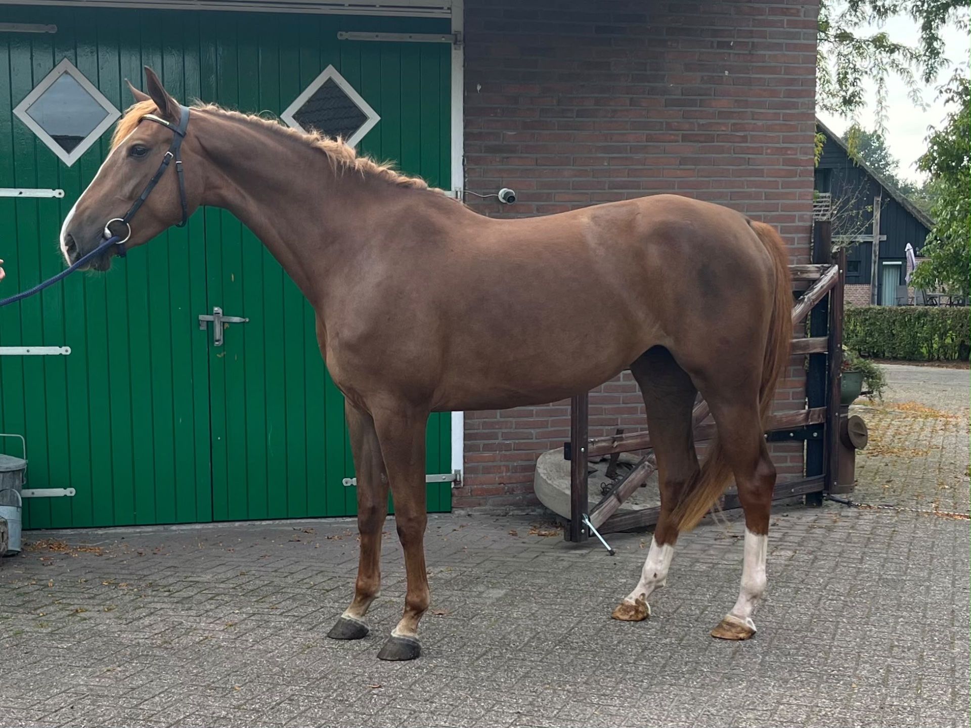 dressuurpaard merrie 3 years old vos for sale - Photo 2