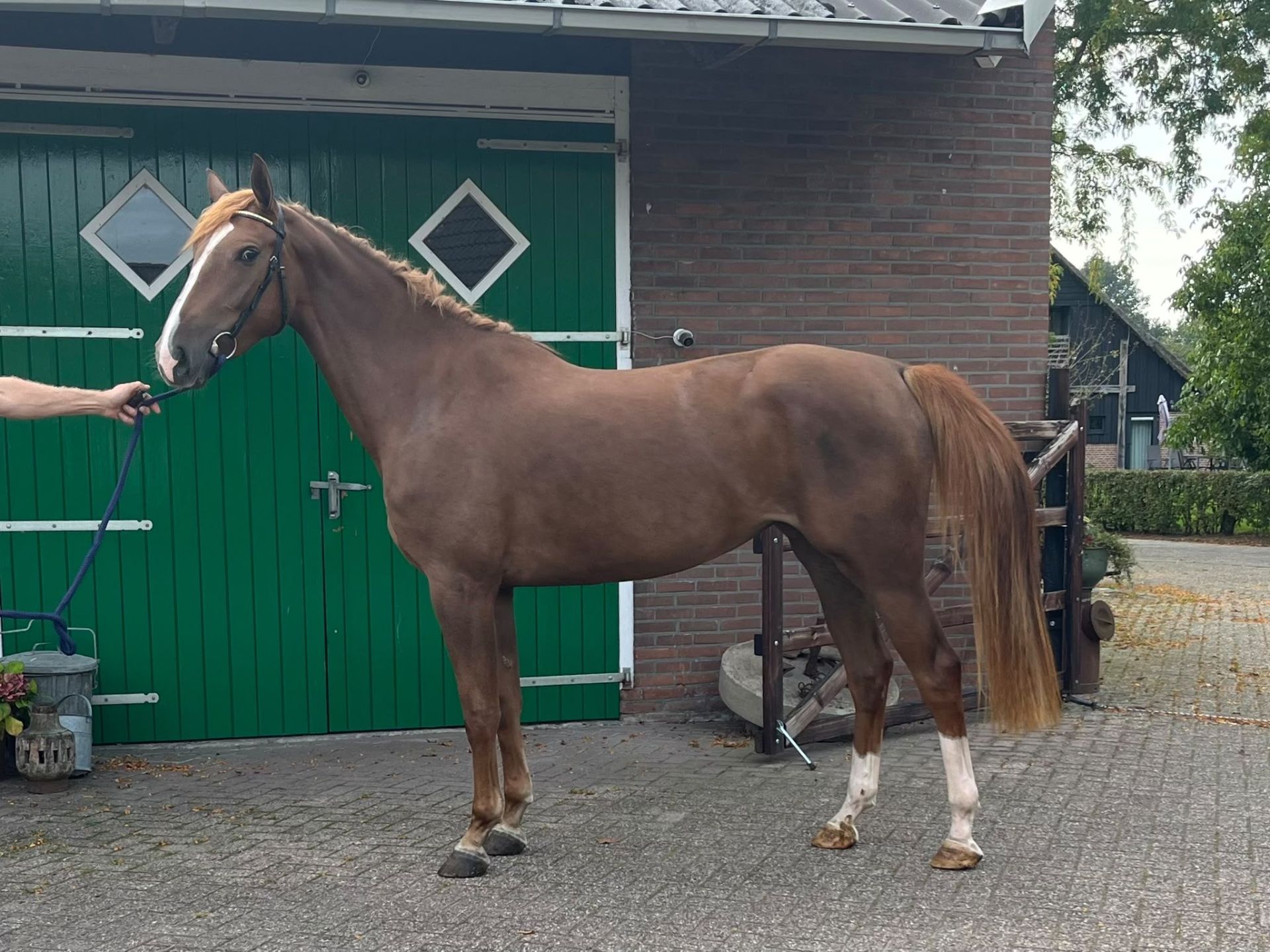 Dressage horse, Mare, 3 years