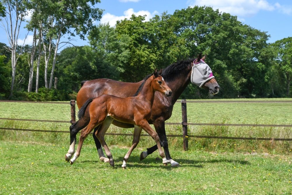 KWPN springpaard Hengst te koop - Foto 6