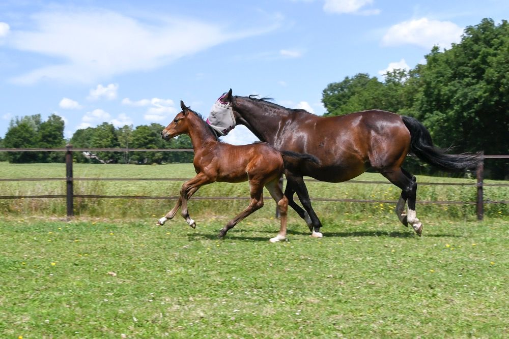 KWPN springpaard Hengst te koop - Foto 4