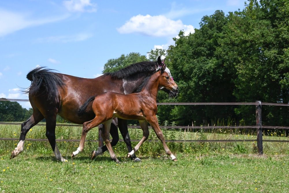 KWPN springpaard Hengst te koop - Foto 5
