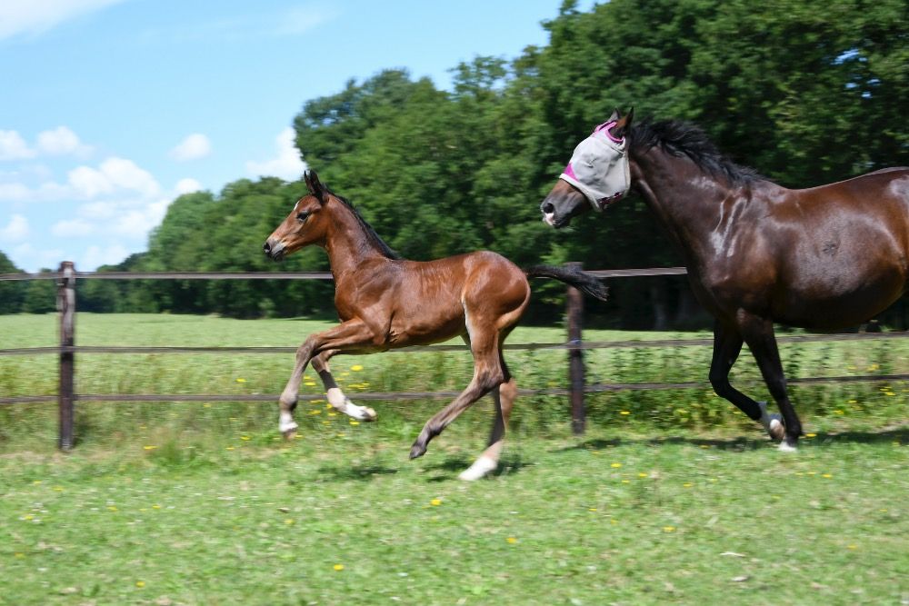 KWPN springpaard Hengst te koop - Foto 2