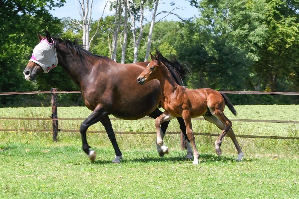 KWPN springpaard Hengst te koop - Foto 3