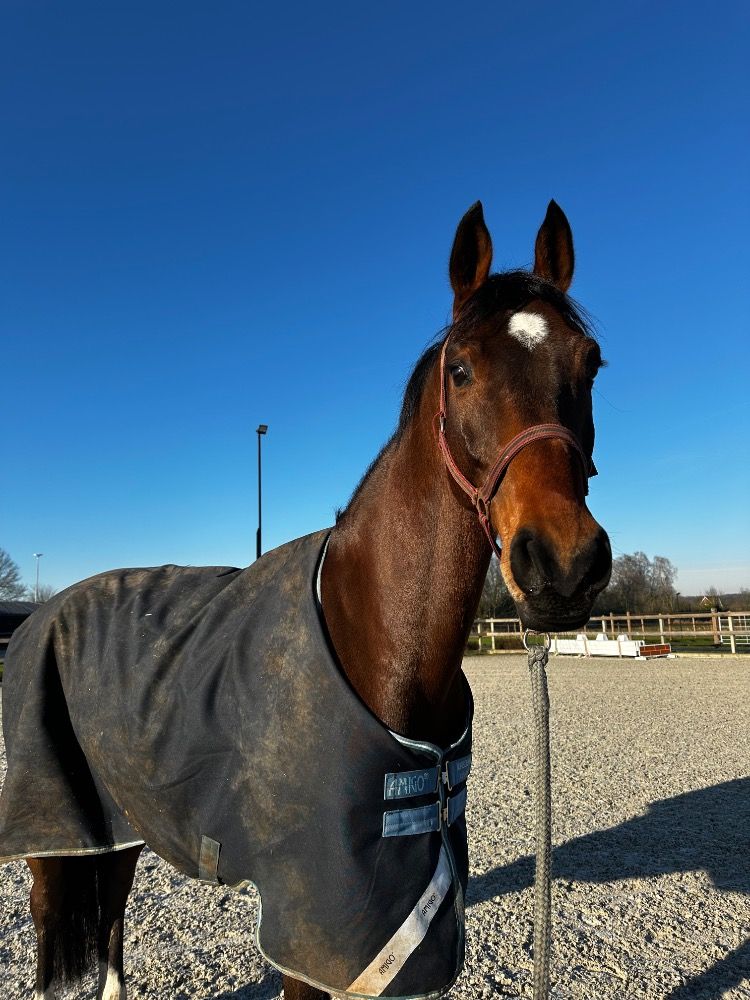 BWP springpaard Ruin 7 jaar Bruin te koop - Foto 6