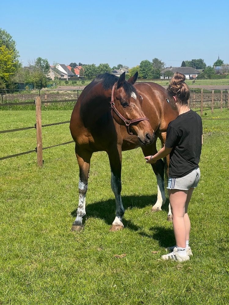 BWP springpaard Ruin 7 jaar Bruin te koop - Hoofdfoto