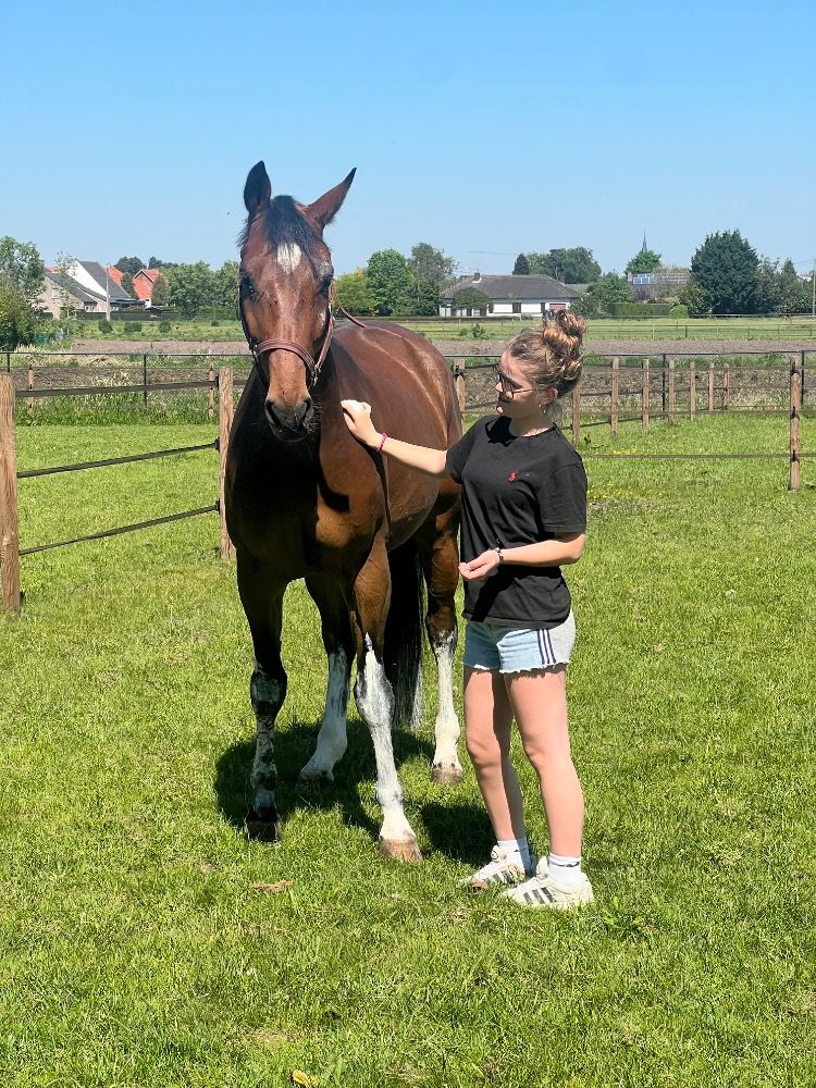BWP springpaard Ruin 7 jaar Bruin te koop - Foto 2