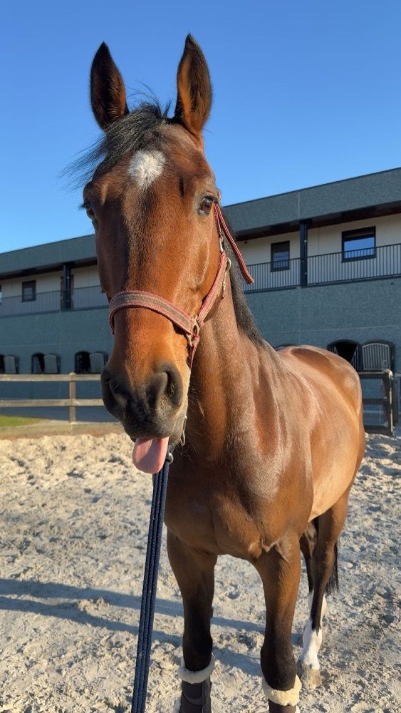 BWP springpaard Ruin 7 jaar Bruin te koop - Foto 4
