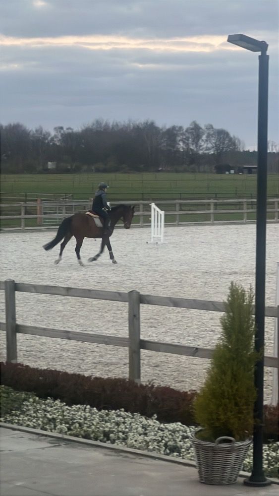 BWP springpaard Ruin 7 jaar Bruin te koop - Foto 3
