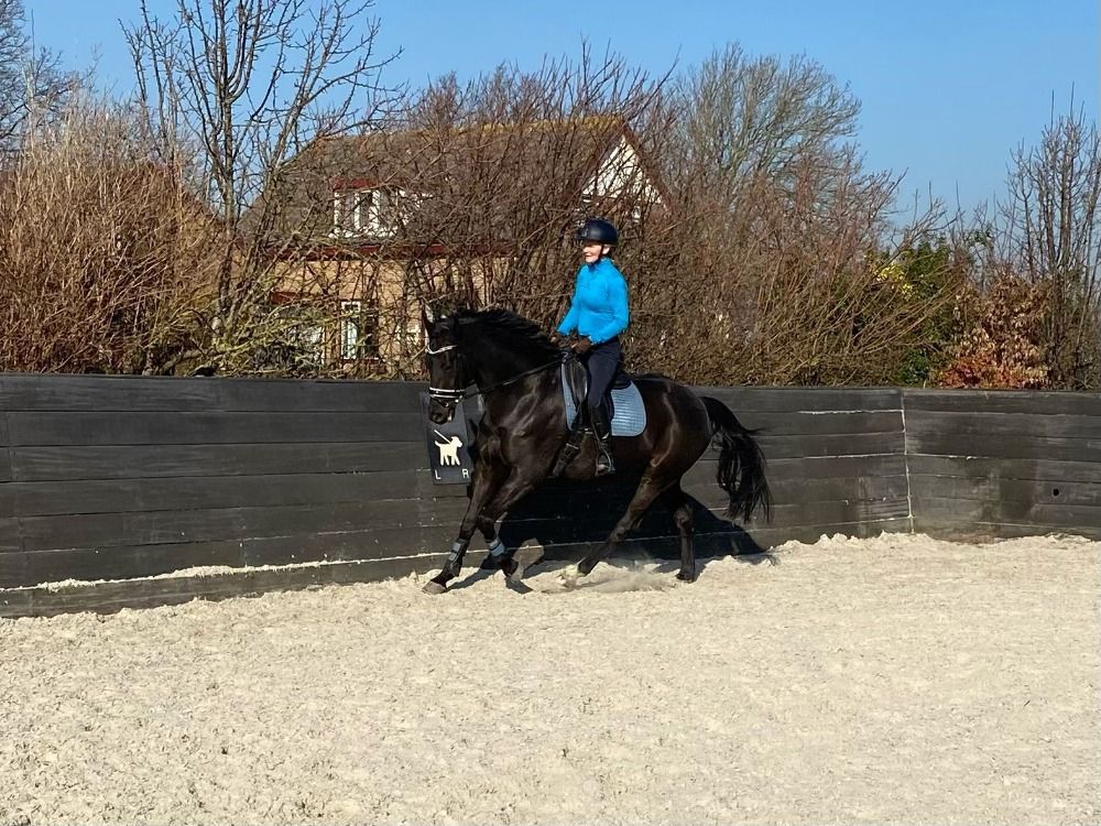 KWPN dressuurpaard Ruin 12 jaar Zwart te koop - Foto 2