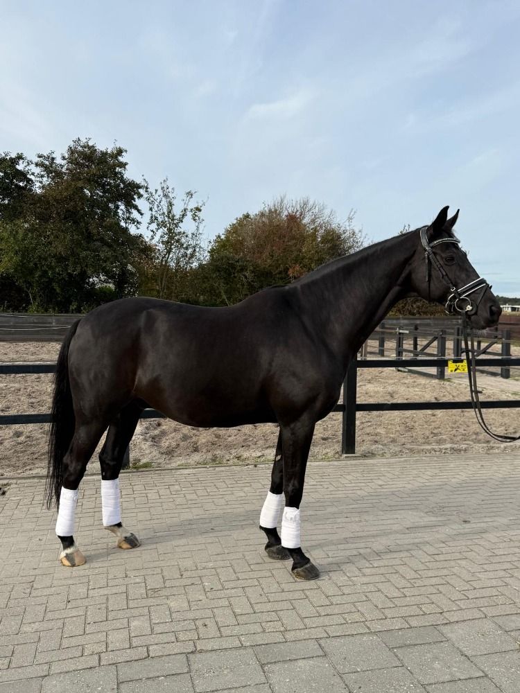 KWPN dressuurpaard Ruin 12 jaar Zwart te koop - Hoofdfoto